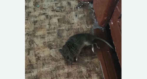 Дезинфекция от мышей в Шумихе