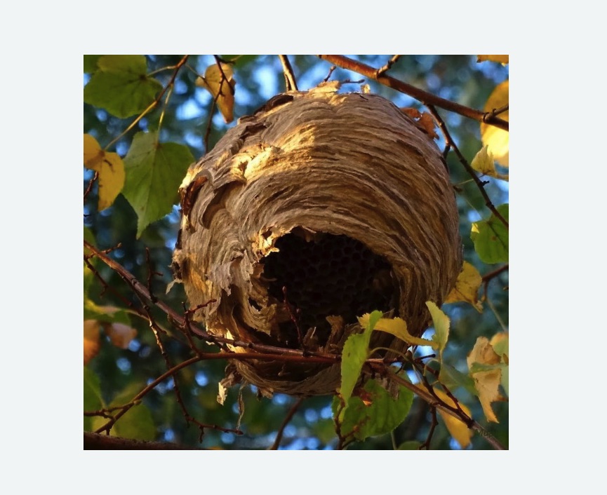 Обработка от шершней в Шумихе