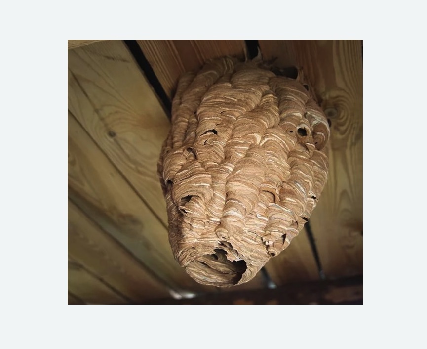 обработка от шершней в Шумихе