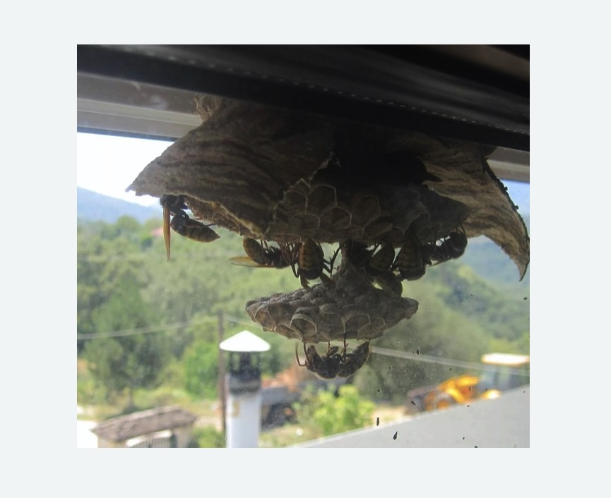 Уничтожение гнёзд шершней в Шумихе