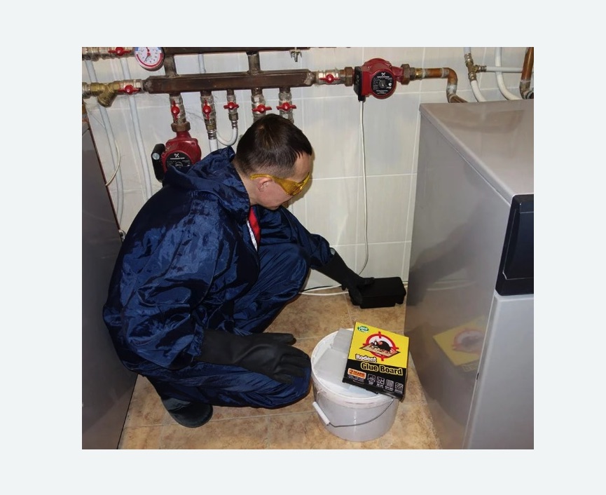 Уничтожение крыс в Шумихе