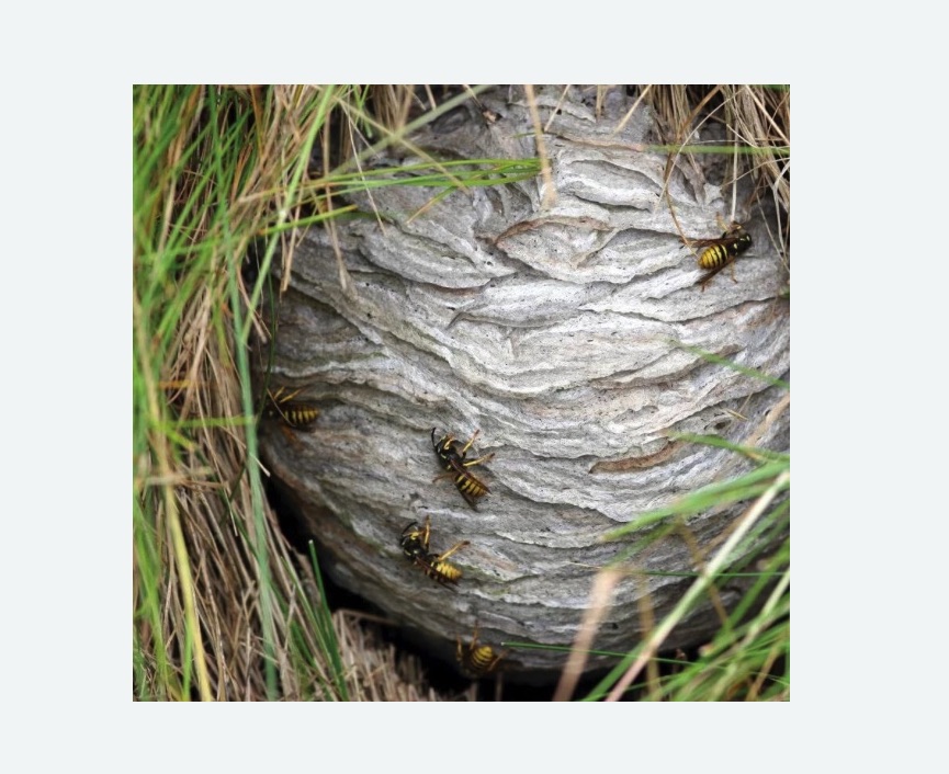 Уничтожение ос и ульев в Шумихе